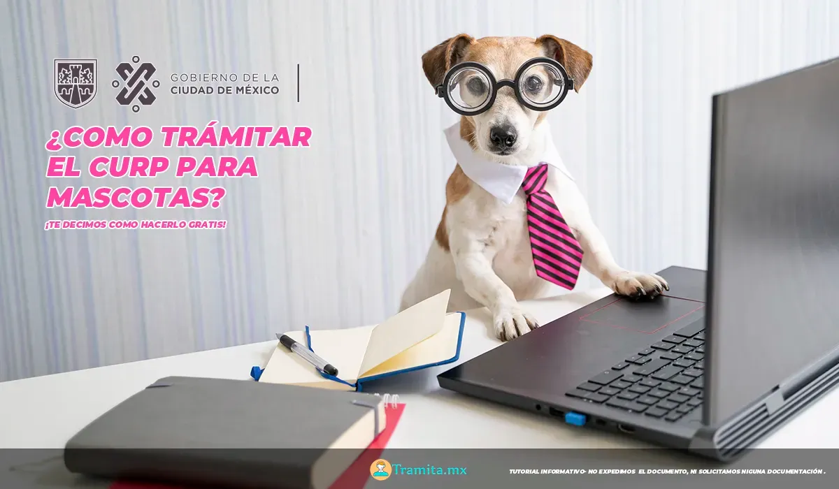 Cómo tramitar gratis la CURP para mascotas